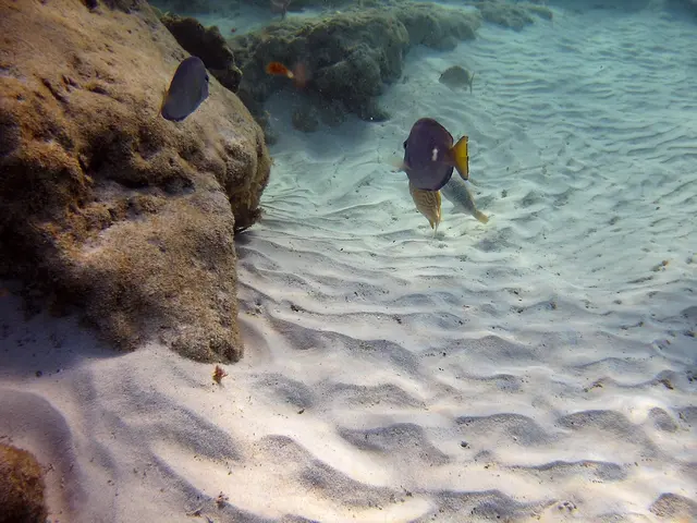Fish above the sandy seabed