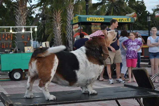 dog wearing bandana on table in crowd