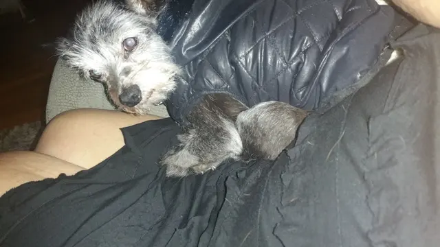 Gizmo · May 4, 2016